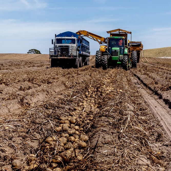 harvesting windrowed commercial potatoes